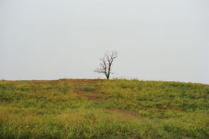 Lone tree