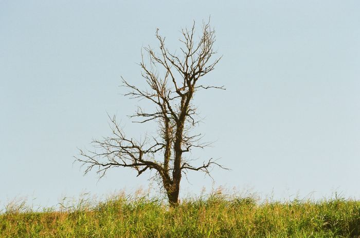 Bare branches