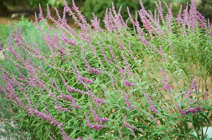 Sage in bloom