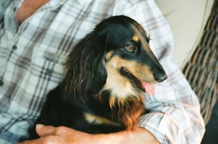 Good boy