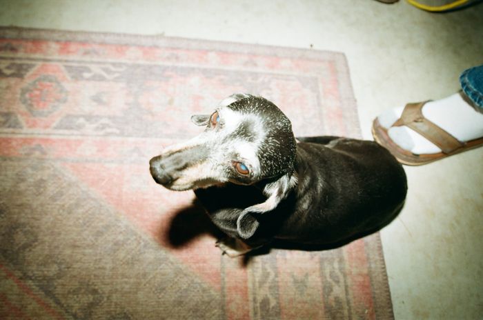 Rug
