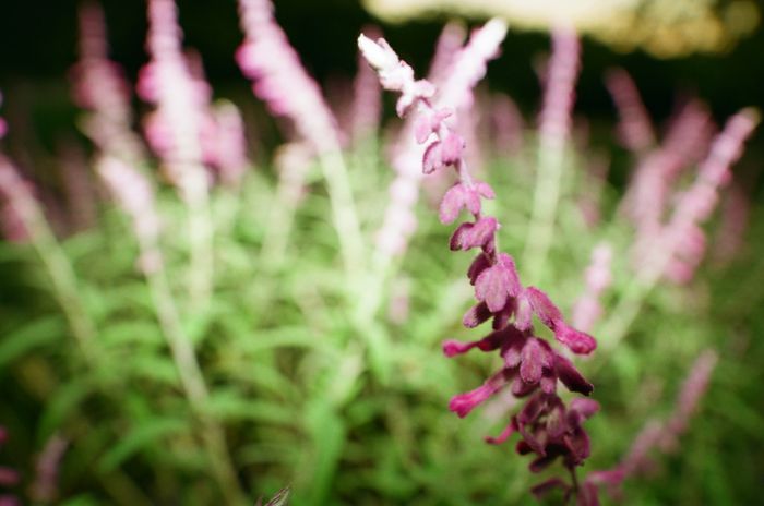 Purple sage