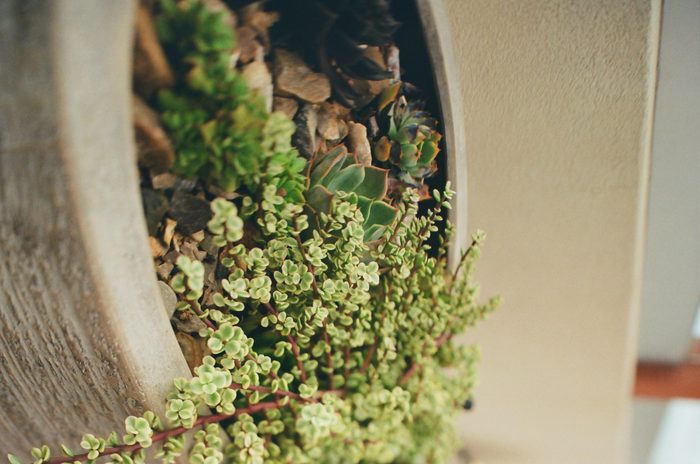 Succulent
