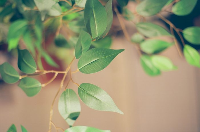 Ficus